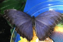 img00079
