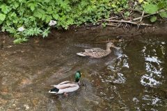 IMG_1181